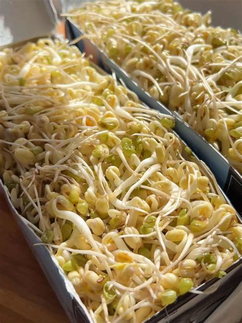 Bean Sprout Stir Fry with Eggs | Easy 10-minute Recipe with Video