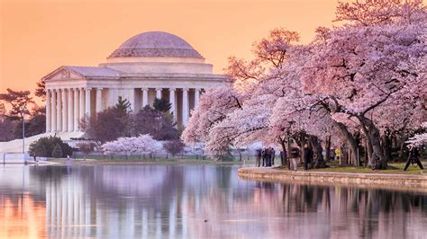Bing Wallpaper Cherry Blossom 的图像结果