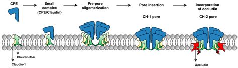 Effects of Claudin-1 on the Action of Clostridium perfringens ...