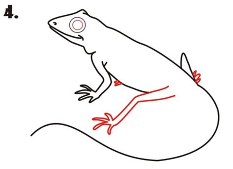 Image result for Common Collared Lizard How to Draw