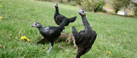 What is Sour Crop in Chickens?