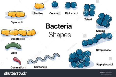 Illustration Chart Shapes Bacteria Micro Organism: เวกเตอร์สต็อก (ปลอด ...