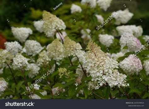 White Panicle Hydrangea Peegee Stock Photo 2235359515 | Shutterstock
