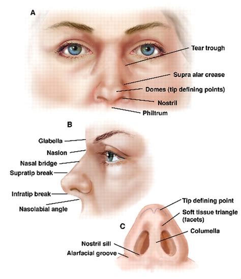 nose anatomy | Nose diagram, Human anatomy, Nose