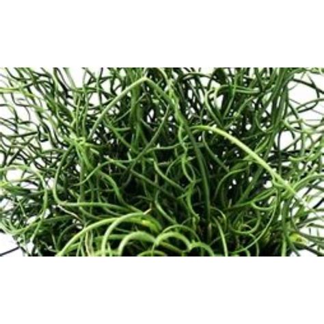 Monrovia ARW Twister Juncus Spiralis (1 pt) Delivery or Pickup Near Me ...