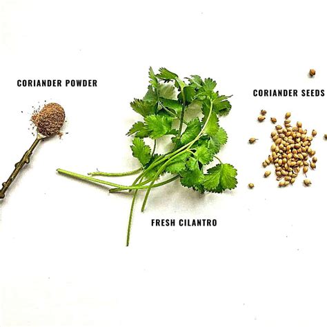 Coriander Powder, Cilantro and Seeds | Spice and Life