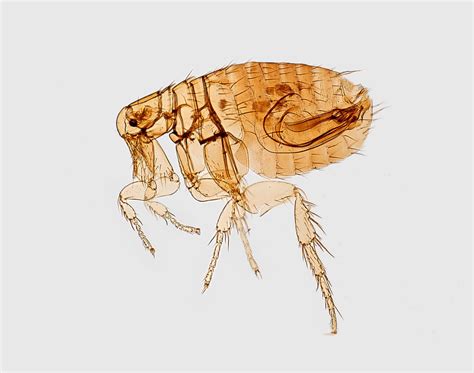 Flea Identification Guide | Excel Pest Services