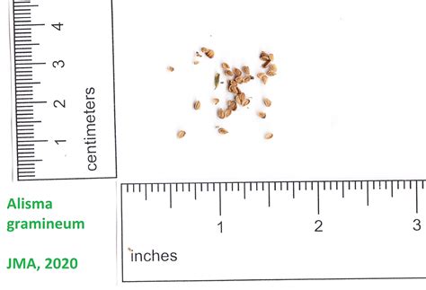 Native Wildflower Seed Gallery