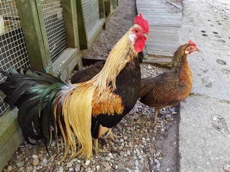 Phoenix Chicken Animal Pictures | A-Z Animals