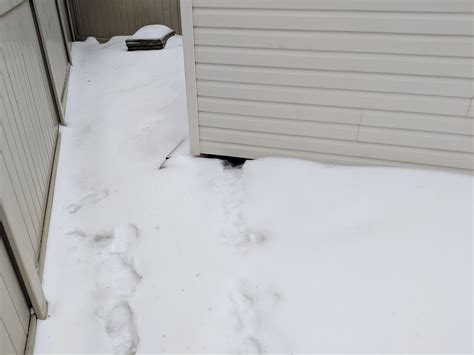 Durham Wildlife Removal: Skunk Activity in Winter