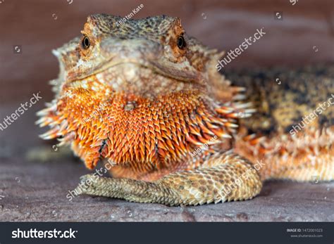 Nice Close Orange Bearded Dragon Bearded Stock Photo 1472001023 ...