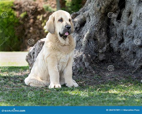 Spanish Mastiffs Puppy Attentive an Sitting on the Grass Stock Image - Image of young, spanish ...