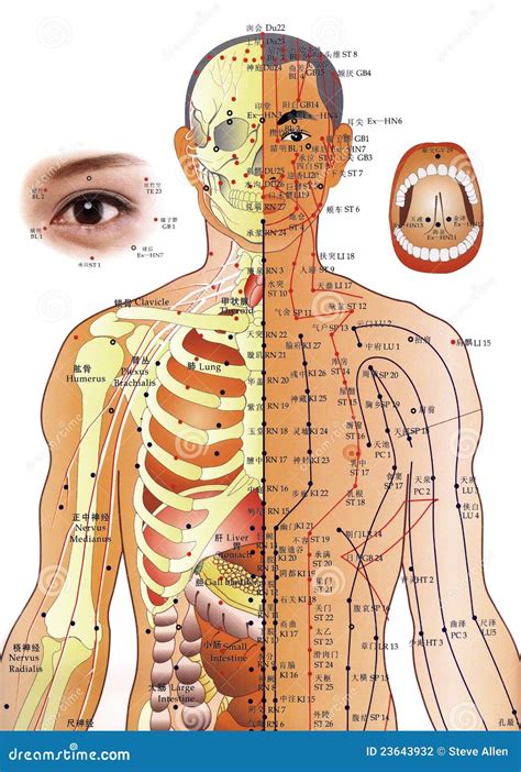 Acupuncture Chart - Chinese Medicine Editorial Photography ...