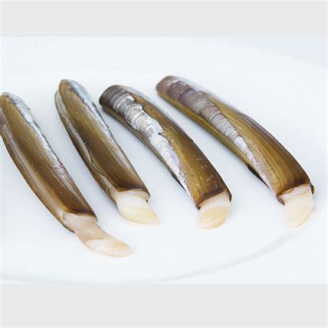 NAVAJA GALLEGA - maresmar