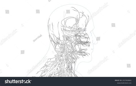 Image result for Circulatory System Easy Drawing