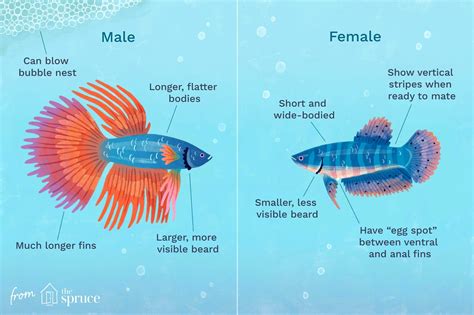How To Tell If Betta Fish Is Male Or Female? - Betta Fish World