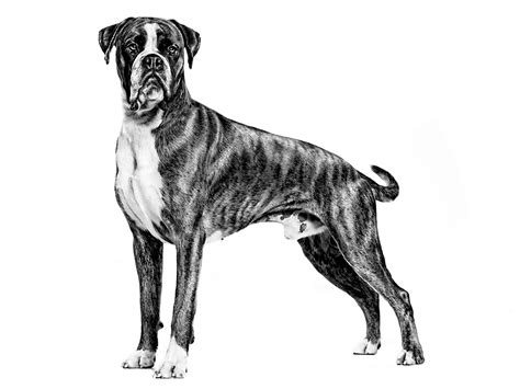 Boxer Adult | Royal Canin IN