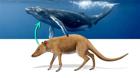 Anthro Whale