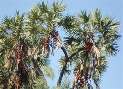 Hoka Trees , diu, India - Top Attractions, Things to Do & Activities in ...