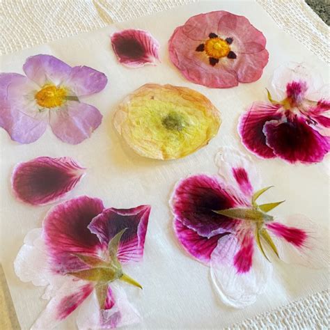 Best Way To Press Plants at Ina Lillard blog
