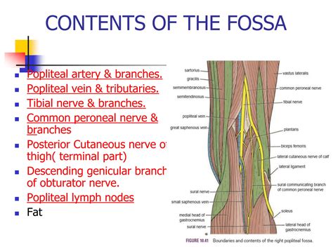 ANATOMY AND APPLIED ASPECTS OF POPLITEAL FOSSA FINAL.ppt