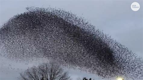 Mesmerizing starling formation move in unision through the sky