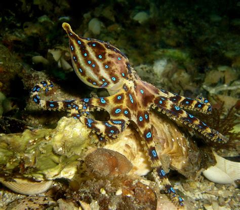 Image result for Lesser Blue-Ringed Octopus