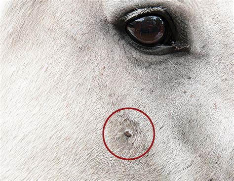 Skin Cancer On Horse at Brianna Fornachon blog