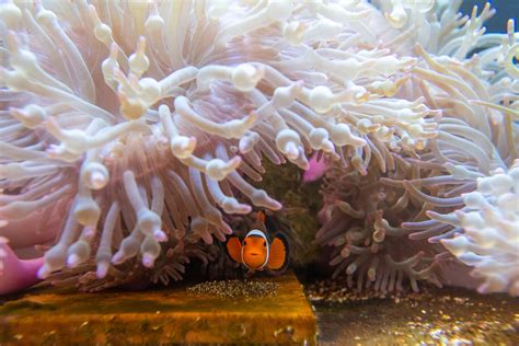 20 Clownfish Facts You Never Knew - OhMyFacts