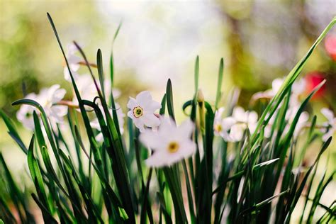 Ultimate Guide to the Narcissus Flower Meaning & Symbolism - Petal Republic