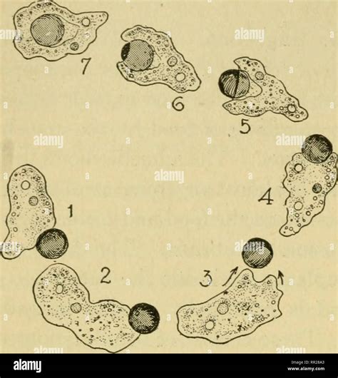 Assimilation Biology 的图像结果