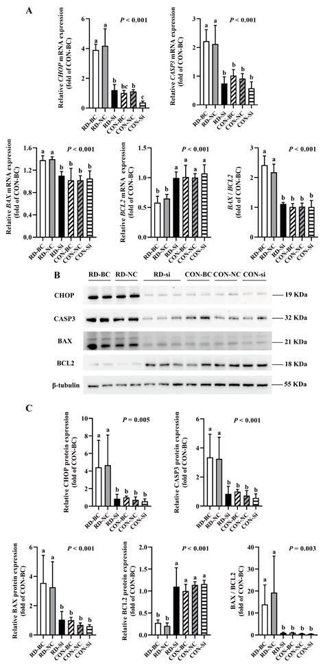 Riboflavin (Vitamin B2) Deficiency Induces Apoptosis Mediated by ...