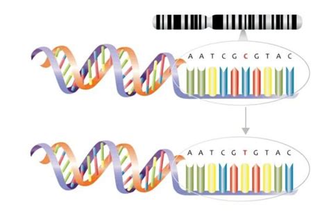 Mutation And Its Types | Science Vision