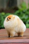 Image result for Super Cute Puppy Breeds