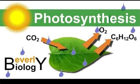 what is photosynthesis - Brainly.in