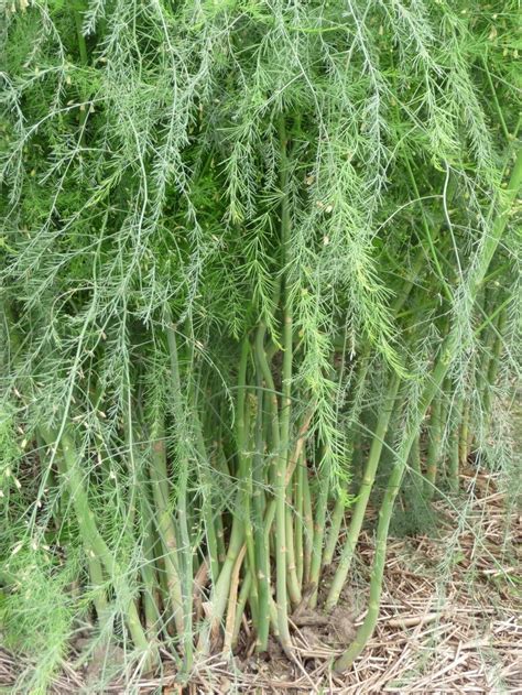 Wild Asparagus Plant