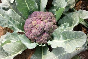 CYBEXIS Palam Vichitra F1 Hybrid Broccoli-250 Seeds Seed Price in India ...