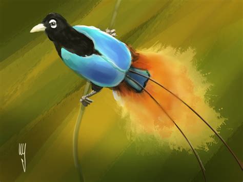 Birds