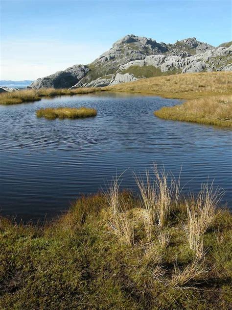 Plant Community 的图像结果