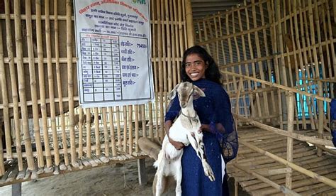 Black Bengal goat farming can aid small farmers in Bihar and Odisha
