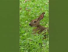 Image result for Wild Bunny Girl