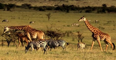 Kenyan Delight With Lake Naivasha 4 Nights 5 Days Holiday Tour Package ...