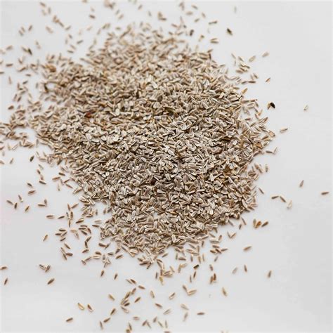 Medicinal Yarrow Seeds For Sale at Wade Diaz blog