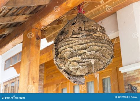 Big wasp nest stock photo. Image of colony, detail, hexagon - 47127188