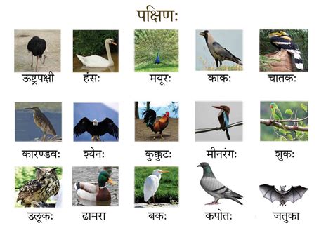 Hoopoe Bird Name In Sanskrit at Sophia Shellshear blog