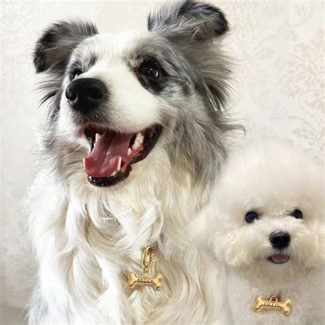 Memopaw Design Personalized Pet Dog Name Tag Copper Free Engraving Anti ...