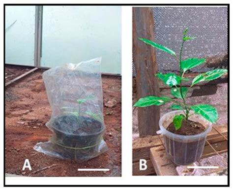 Somatic Embryogenesis and Plant Regeneration of Farmer-Preferred ...