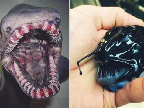 WTF Is That? Fisherman Shares Pics Of Weird Sea Creatures & They Are ...