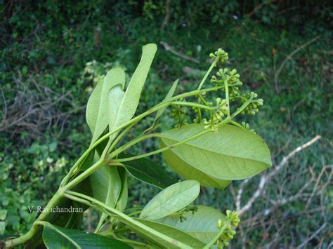 India Flora Online