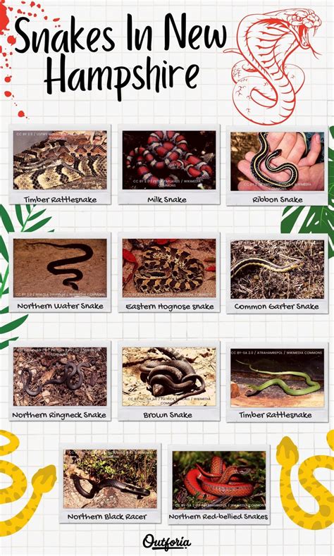 The 11 Different Types of Snakes in New Hampshire (ID Guide and Photos)